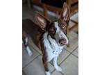 Adopt Selina a Ibizan Hound