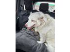 Adopt Sky(Deaf) a Great Pyrenees