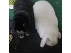 Adopt Food & Treats (bonded pair) - local courtesy post a Holland Lop