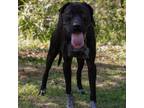 Adopt Willow 2 a Black Labrador Retriever, Mixed Breed