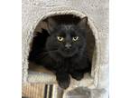 Adopt Slots a Domestic Medium Hair