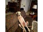 Adopt Athena a Great Dane