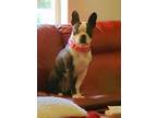 Adopt Nari a Boston Terrier