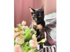 Adopt Luna-Totoishell 6 months Kitten a Tortoiseshell