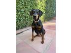 Adopt Zoe a Doberman Pinscher