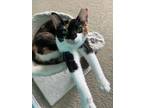 Adopt Cleo a Domestic Short Hair