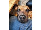 Adopt Ella a Staffordshire Bull Terrier, Black Mouth Cur