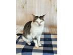 Adopt Catalina a Domestic Short Hair