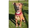 Adopt BAXTER a Pit Bull Terrier, Mixed Breed
