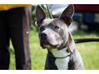 Adopt Dumbo a Pit Bull Terrier, Mixed Breed