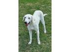 Adopt Murphy a Labrador Retriever