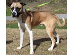 Adopt Duke 39118 a Saint Bernard, Boxer