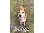 Adopt Sarge a Airedale Terrier, Terrier