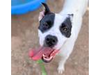 Adopt TULIN* a Boxer, Border Collie