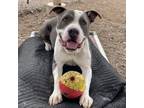 Adopt Baldor a American Staffordshire Terrier