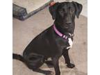 Adopt Blackjack a Labrador Retriever