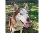 Adopt Milo a Siberian Husky