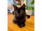 Adopt Tomas a Domestic Short Hair