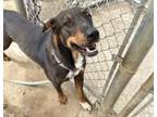 Adopt CAPTAIN a Doberman Pinscher, German Shepherd Dog