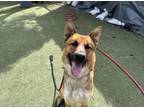 Adopt GAMBET a German Shepherd Dog