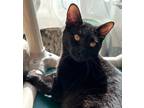 Adopt Leroy a Domestic Short Hair