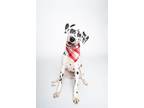 Adopt Walker A a Dalmatian