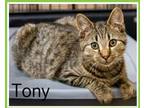 Adopt Tony (FCID# 10/23/2023 - 95) KDC a Tabby