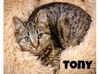 Adopt Tony (FCID# 10/23/2023 - 95) KDC a Tabby
