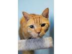 Adopt Biggles a Domestic Short Hair