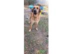 Adopt JETHRO a Bloodhound, Great Pyrenees