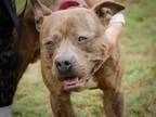 Adopt NINO a American Staffordshire Terrier