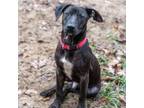 Adopt Forest a Black Labrador Retriever