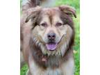 Adopt Apollo a Australian Shepherd