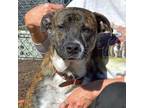 Adopt BON JOVI a Plott Hound, Australian Cattle Dog / Blue Heeler