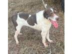 Adopt Bisquit a English Springer Spaniel, Labrador Retriever