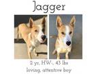 Adopt Jagger a Mixed Breed