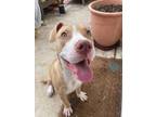 Adopt Cooper 2 a Pit Bull Terrier