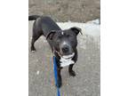 Adopt Billy a Pit Bull Terrier