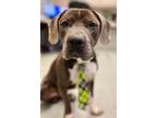 Adopt Oliver a Pit Bull Terrier, Beagle