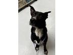 Adopt T-Bone a Labrador Retriever, Australian Cattle Dog / Blue Heeler