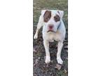 Adopt Pito (CP) a Pit Bull Terrier