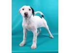 Adopt Taylor a Anatolian Shepherd, Mixed Breed