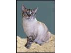 Adopt Charlie a Siamese