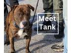 Adopt Tank a Pit Bull Terrier