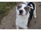 Adopt Moo a Hound, Pit Bull Terrier