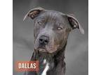 Adopt Dallas a Pit Bull Terrier