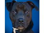 Adopt Kyle a Pit Bull Terrier, Mixed Breed