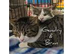 Adopt Bran a Domestic Short Hair