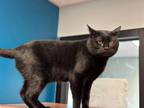 Adopt Midnight a Domestic Short Hair