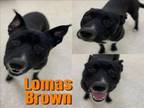 Adopt LOMAS BROWN a German Shepherd Dog, Mixed Breed